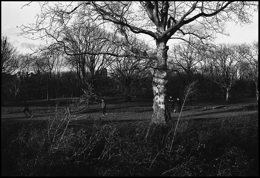 central park - black and white photo