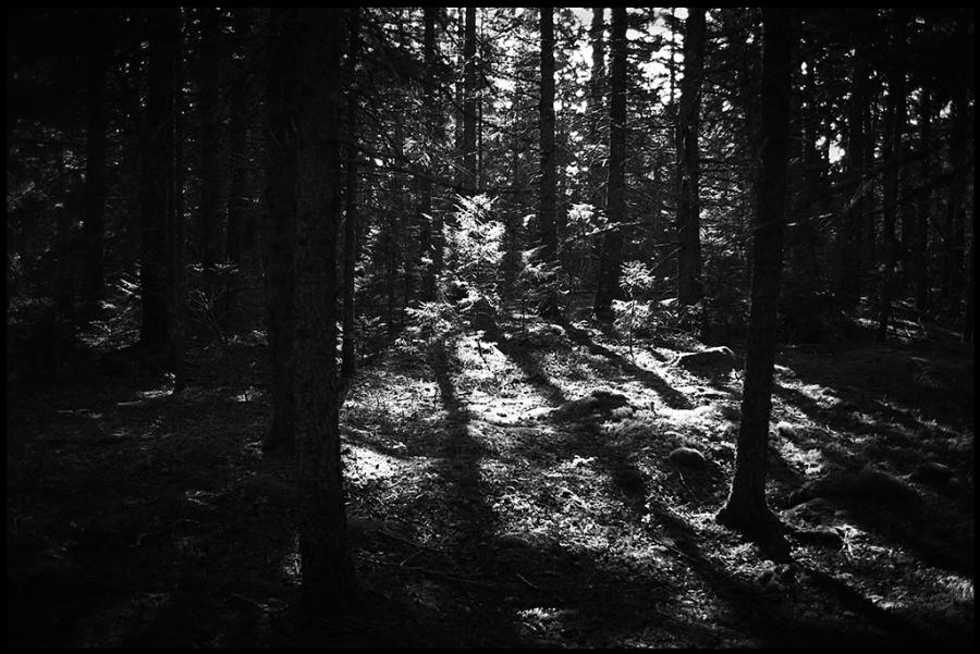 on the road - black and white photo